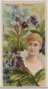 Heliotrope: Devotion, sarjasta Floral Beauties and Language of Flowers N75 for Du..., 1892.