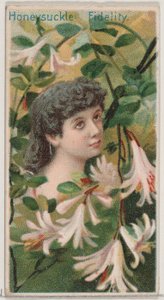 Honeysuckle: Fidelity, sarjasta Floral Beauties and Language of Flowers N75 for D..., 1892.