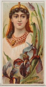 Iris: Sweet Message, sarjasta Floral Beauties and Language of Flowers N75 Duk..., 1892. tekijältä Donaldson Brothers