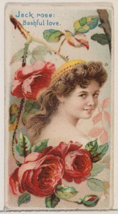 Jack Rose: Bashful Love, sarjasta Floral Beauties and Language of Flowers N75 for..., 1892.