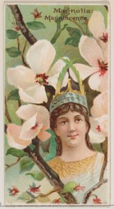 Magnolia: Magnificence, sarjasta Floral Beauties and Language of Flowers N75 ..., 1892. tekijältä Donaldson Brothers