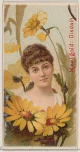 Marigold: Disdain, sarjasta Floral Beauties and Language of Flowers N75 Duke ..., 1892. tekijältä Donaldson Brothers