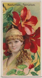 Nasturtium: Patriotism, sarjasta Floral Beauties and Language of Flowers N75 ..., 1892. tekijältä Donaldson Brothers