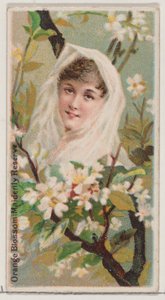 Orange Blossom: Maidenly Reserve, sarjasta Floral Beauties and Language of Flowers ..., 1892.