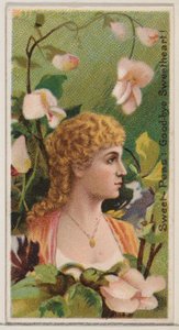 Sweet-Peas: Goodbye Sweetheart!, sarjasta Floral Beauties and Language of Flowers ..., 1892.