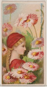 Wild English Daisy: Daintiness, sarjasta Floral Beauties and Language of Flowers N..., 1892.