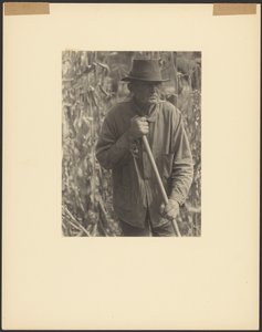 [Mies, jolla on kaivuri Sorghum-lajikkeessa] tekijältä Doris Ulmann