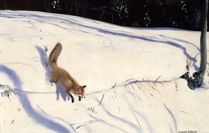 Kettu hyppää lumipenkalta