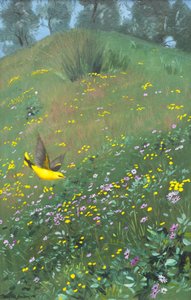 Golden Oriel kevätkukissa tekijältä Douglas Anderson