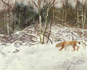 Ilves ja jänis tekijältä Douglas Anderson