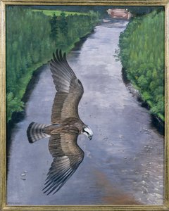 Kalasääski Kalastus
