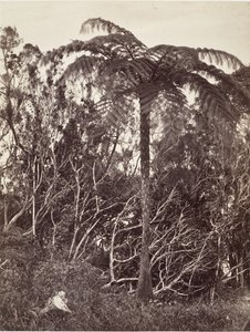 Saniainen, 1863.
