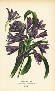 Afrikkalainen lilja, Agapanthus africanus (Agapanthus umbellatus). Kromolitografia Desire Bois