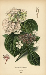 Isolehtinen hortensia, Hydrangea macrophylla. tekijältä Désiré Georges Jean Marie Bois