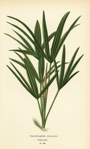 Leveälehtinen ladypalmu tai bambupalmu, Rhapis excelsa (Trachycarpus excelsus). Kromolitografia Desire Bois