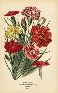 Neilikka, Dianthus caryophyllus. tekijältä Désiré Georges Jean Marie Bois