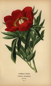 Tavallinen pioni, Paeonia officinalis. tekijältä Désiré Georges Jean Marie Bois