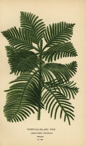 Cook mänty, Araucaria columnaris. (Norfolkin saaren mänty, Araucaria excelsa). Kromolitografia Desire Bois