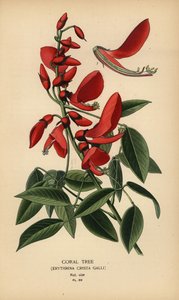 Korallipuu, Erythrina crista-galli. tekijältä Désiré Georges Jean Marie Bois
