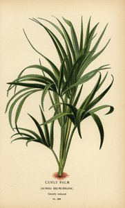 Kihara palmu, Howea belmoreana. Haavoittuvainen. Kromolitografia Desire Bois