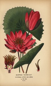 Egyptin lumme, Nymphaea lotus. tekijältä Désiré Georges Jean Marie Bois