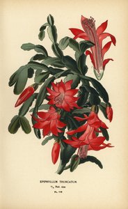 Väärä joulukaktus, Schlumbergera truncata.