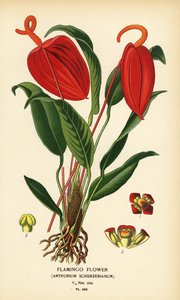 Flamingon kukka, Anthurium scherzerianum. Kromolitografia Desire Bois