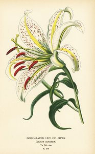 Japanin kultainen lilja tai yamayuri, Lilium auratum. Kromolitografia Desire Bois