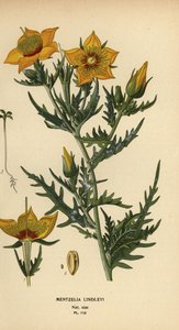 Golden Bartonia tai Lindley