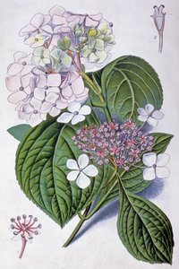 Hortensia, 1900-luvun alku (kuva) tekijältä Désiré Georges Jean Marie Bois