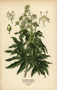 Japanilainen aralia tai kiiltävälehtinen paperikasvi, Fatsia japonica.