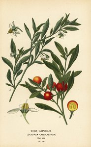 Jerusalemin kirsikka, Solanum pseudocapsicum var. diflores