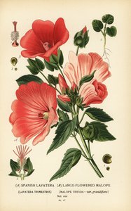 Lavatera trimestris ja Malope trifida. tekijältä Désiré Georges Jean Marie Bois