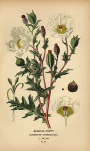 Meksikon unikko, Argemone grandiflora. tekijältä Désiré Georges Jean Marie Bois