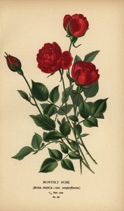 Kuukausiruusu, Rosa chinensis var. semperflorens. tekijältä Désiré Georges Jean Marie Bois