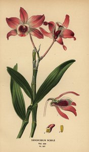Noble dendrobium orkidea, Dendrobium nobile. Kromolitografia Desire Bois