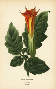 Punaisen enkelin trumpetti, Brugmansia sanguinea. Sukupuuttoon kuollut.