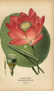 Pyhä papu tai intialainen lootus, Nelumbo nucifera. tekijältä Désiré Georges Jean Marie Bois