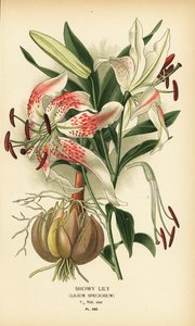 Näyttävä lilja, Lilium speciosum. Kromolitografia Desire Bois