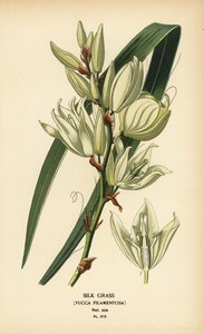 Silkkiruoho, Yucca filamentosa. Kromolitografia Desire Bois