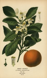 Makea appelsiini, Citrus x aurantium. tekijältä Désiré Georges Jean Marie Bois