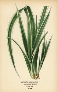 Tahitin ruuvipinta, Pandanus tectorius (Veitchin ruuvimänty, Pandanus veitchii). Kromolitografia Desire Bois