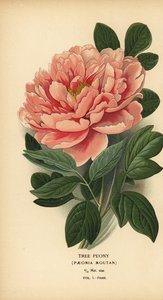 Puupioni, Paeonia moutan. tekijältä Désiré Georges Jean Marie Bois