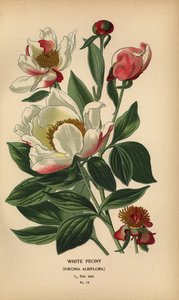 Valkoinen pioni, Paeonia lactiflora. tekijältä Désiré Georges Jean Marie Bois