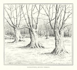 Monkswood, Epping Forest (litografia) tekijältä Duncan Moul