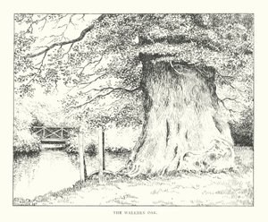 The Walkern Oak (litografia) tekijältä Duncan Moul