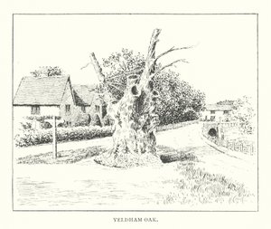 Yeldham Oak (litografia) tekijältä Duncan Moul