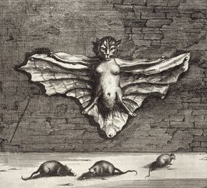 Lepakko, joka tunnetaan lentävänä kissana, Kiinasta Kuvittanut Athanasius Kircher (1601-80) 1667 tekijältä Dutch School