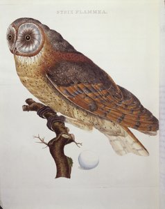 Pöllö (Strix Flammea) 1796