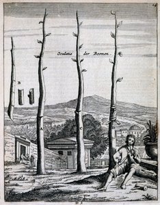 Hedelmäpuut, Jan Commelinin De Nederlandze Hesperides, julkaistu 1676 tekijältä Dutch School